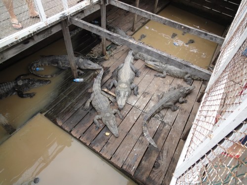 Tonle Sap - crocodile farm