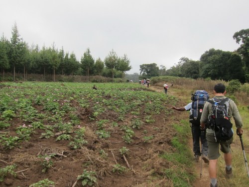 Passing by farms at Rongai