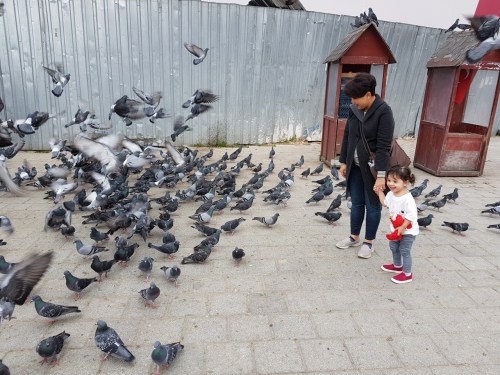 Sofia chasing birds near Spice Bazaar